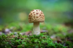 Mushroom_2044