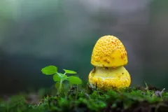Mushroom_2184