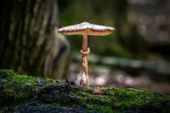 Mushroom_2267