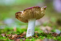 Mushroom_2595