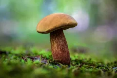 Mushroom_2862