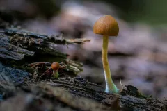 Mushroom_3590