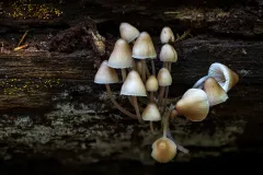 Mushroom_4148
