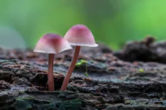 Mushrooms-pink-final