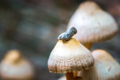Fungi/Mushrooms