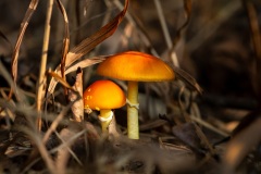 DSC_0324-Edit