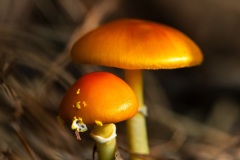DSC_0335-Edit