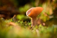 DSC_0472-Edit
