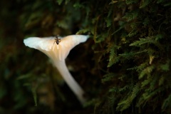 DSC_0698-Edit