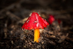DSC_4386-Edit