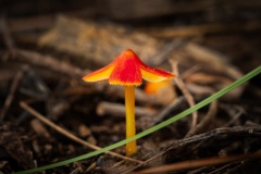 DSC_4388-Edit
