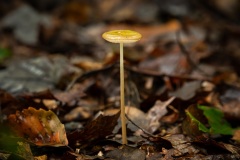 DSC_5446-Edit
