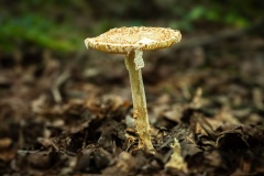 Mushroom_0252