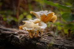 Mushroom_0422