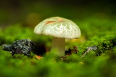 Mushroom_0846