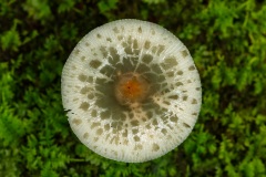 Mushroom_0867