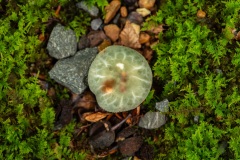 Mushroom_0872