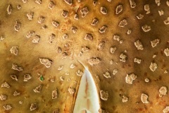 Mushroom_1142