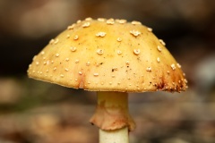 Mushroom_1233