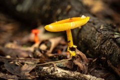 Mushroom_1295