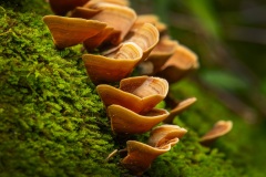 Mushroom_1309