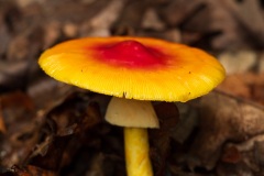 Mushroom_1336