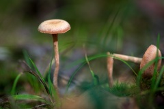 Mushroom_2811