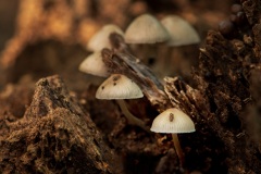 Mushroom_6010