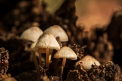 Mushroom_6023