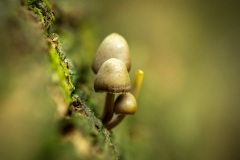 Mushroom_6088