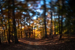 Trail-in-Fall_3062