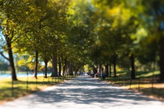 Tree-Tunnel-Lincoln-Meml_3002