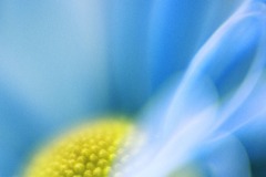 LB-blue-flower