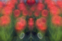 Tulips-Mirror-Image-0206