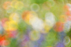 Tulips_0054