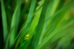 Lensbaby Velvet 56
