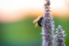 Bee_1820v56