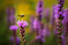Bumble-Bee_1624-v56