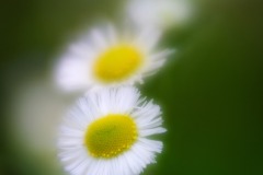 DSC_1508b