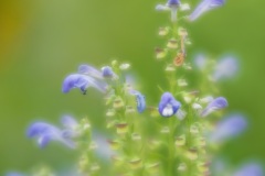 DSC_1868-Edit