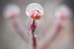 Snow-Globe_1383v56