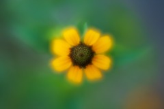 Yellow-Flower_1817-v56