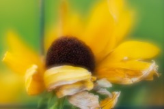 Yellow-flower-and-fence_1803-v56