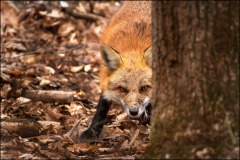 Red Fox