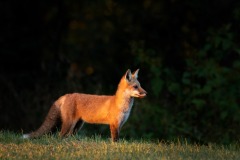 Red-Fox_6807
