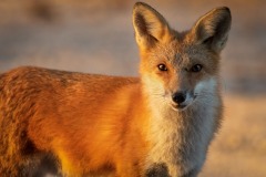 Red-Fox_6915