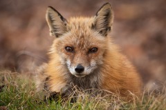 Red-Fox_7522