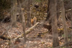Red-Fox_7630