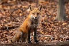 Red-Fox_7662-2