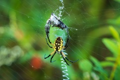 Webs-DSC_3156